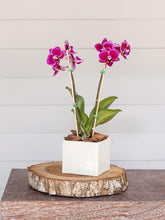 orquideas-mini-maceta-ceramica-regalos-para-mujeres-regalos-plantas-de-interior-plantas-de-interior-con-flor-habibi-plantitas.jpg